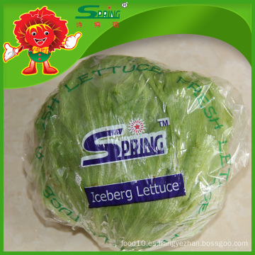 Verduras frescas chinas exportador lechuga de iceberg verde orgánico puro